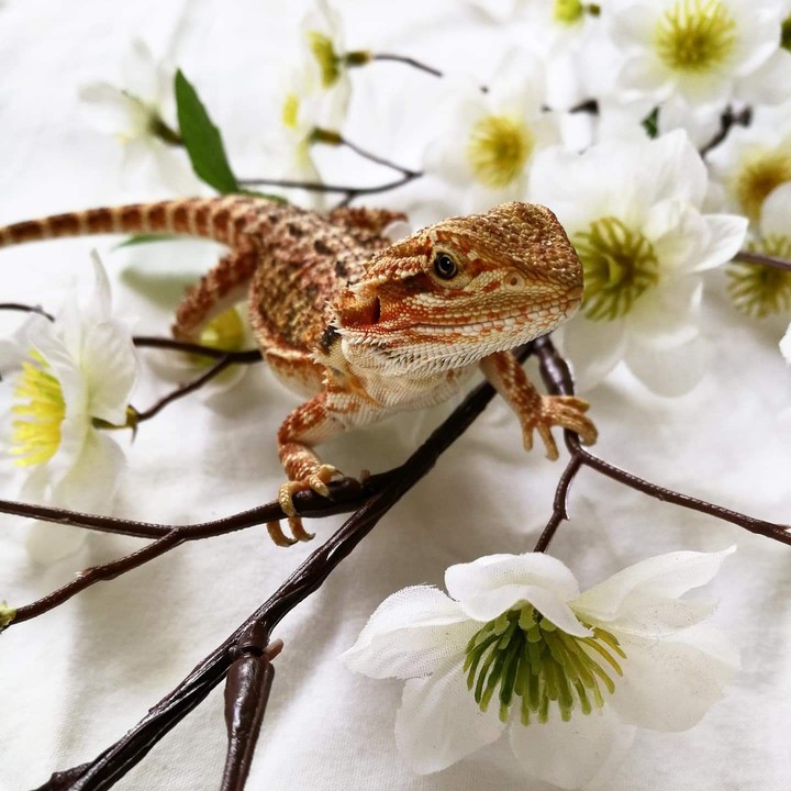bearded dragon