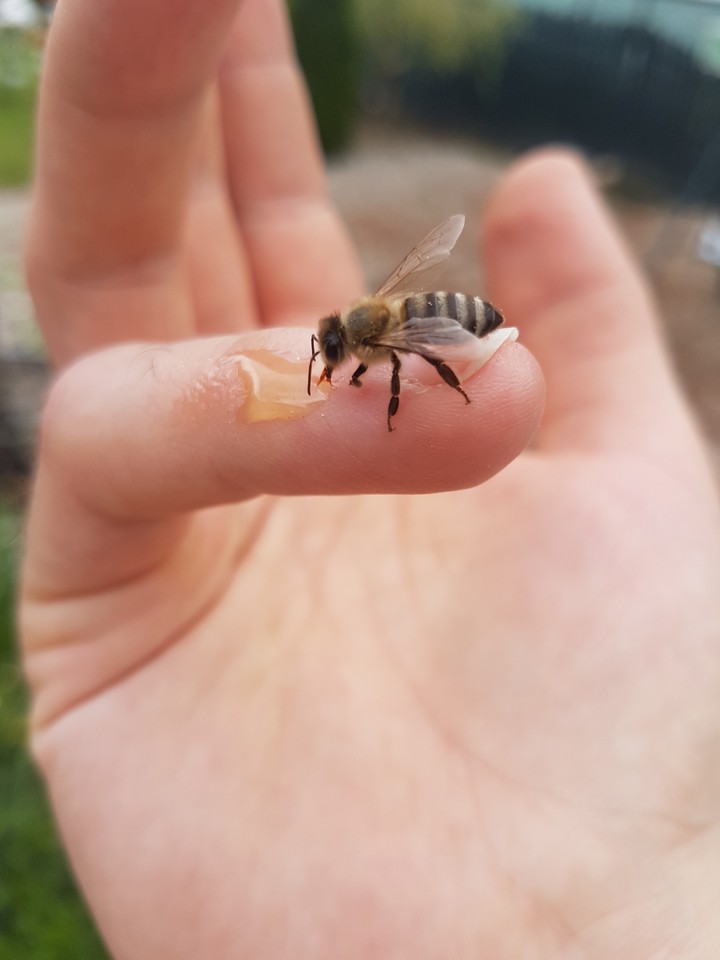 Hungry bee