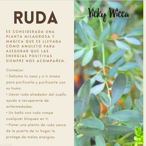 обои subshrub, ruda