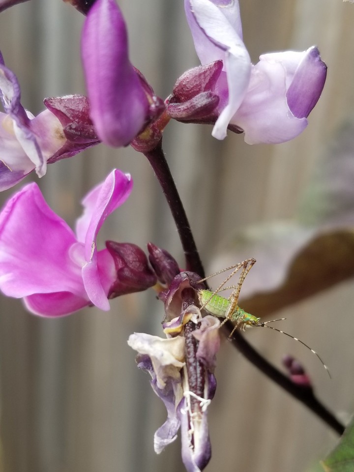 Bean flower
