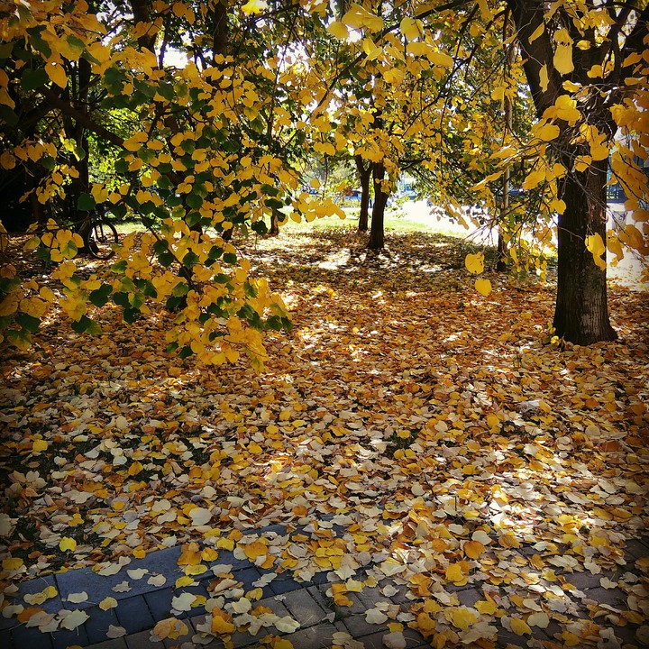 autumn