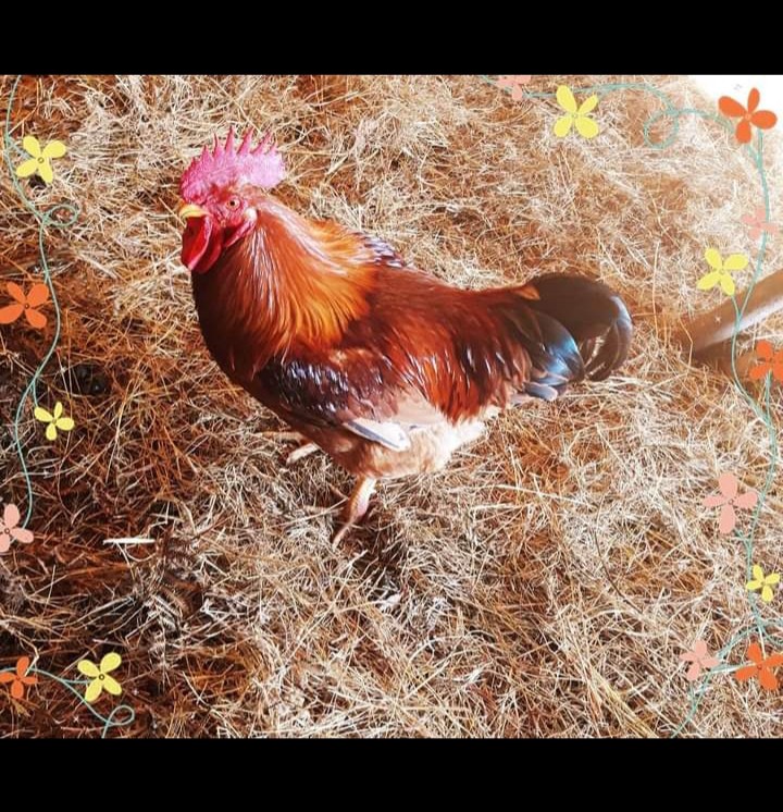 Nuestro Gallo