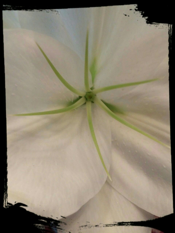 Lilly