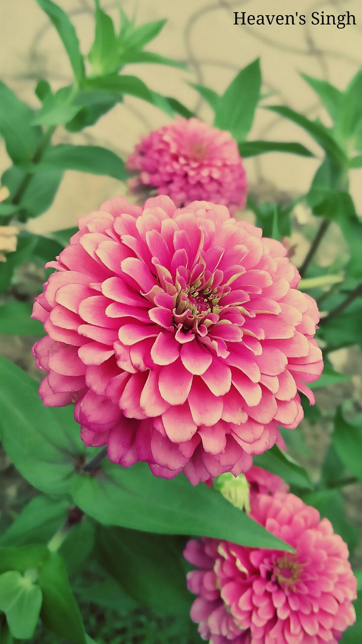 flower beauty