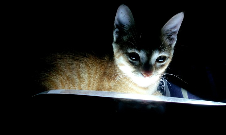 cat