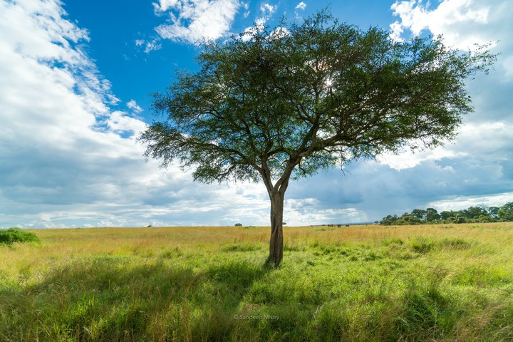 Tree