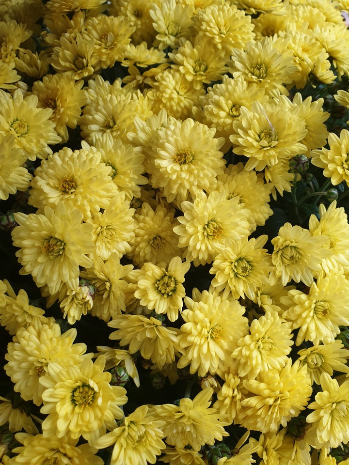 #flowers