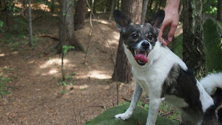 Dog