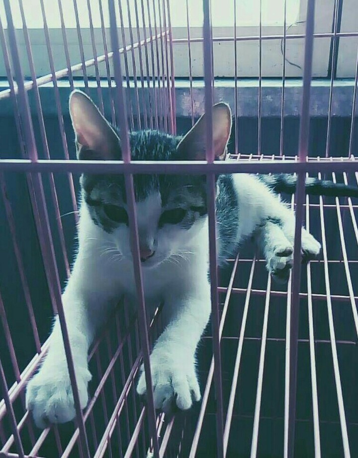 kitty