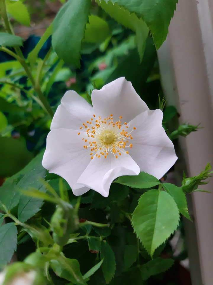 Flower....