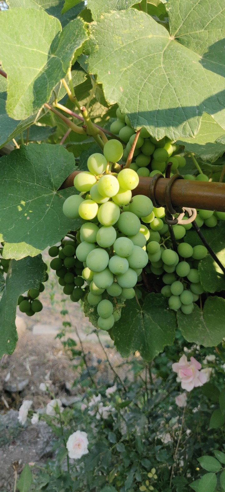 grapes