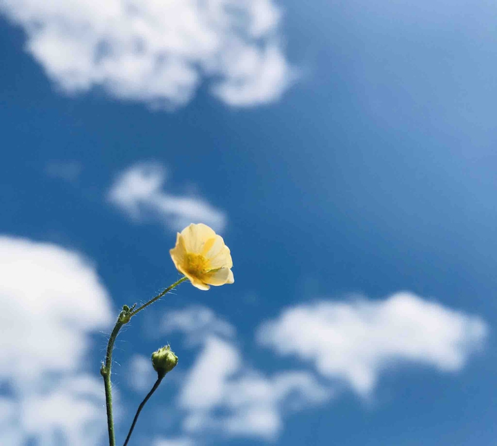 wildflower