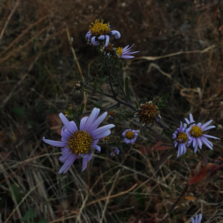 dry flowers