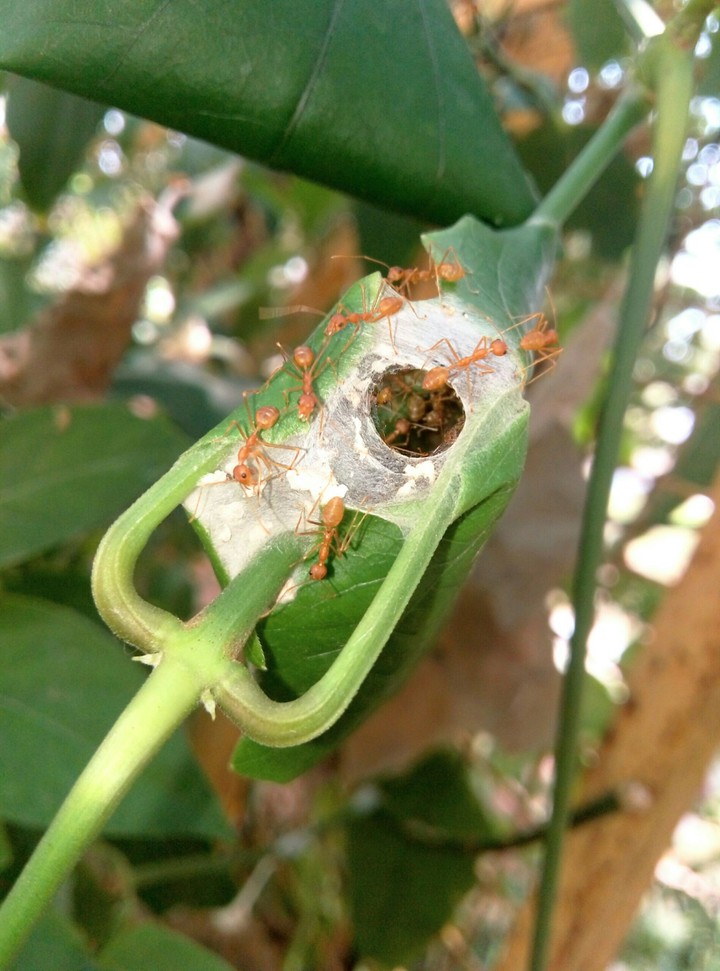Ant