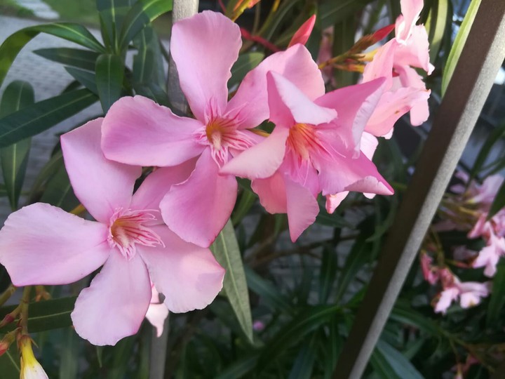 #piccoli #fiori #rosa