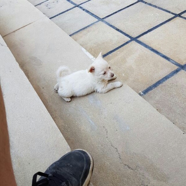pappy dog