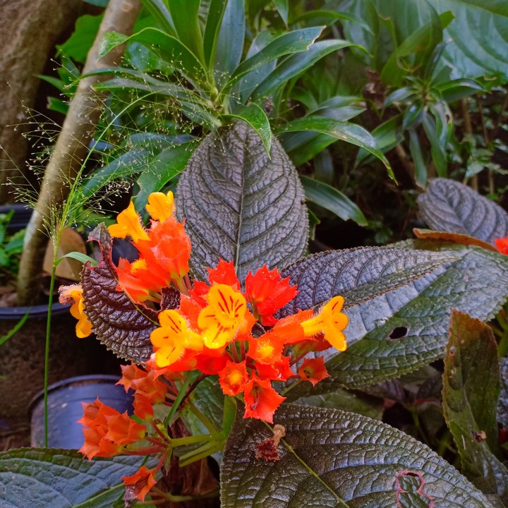 #Flower #nature