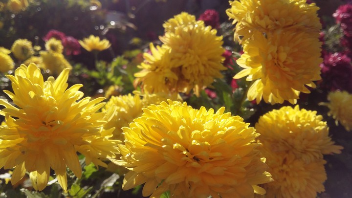yellow