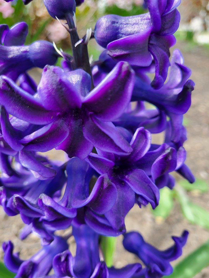 Purple flower