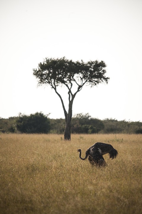 Animal