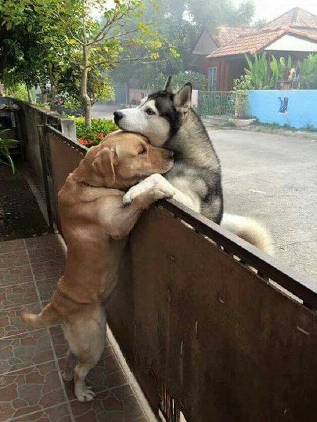 cachorro
