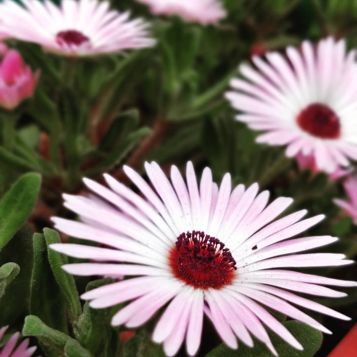 Pink Chamomile