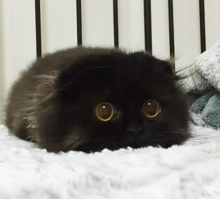 big eyes