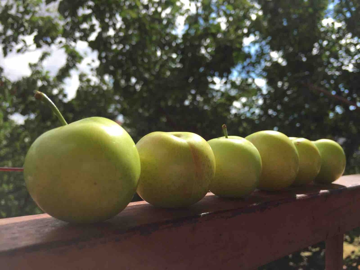 Fresh plums?
