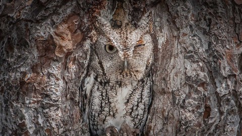 owl