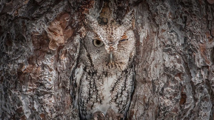 owl