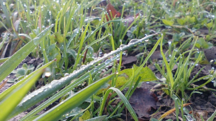 grass