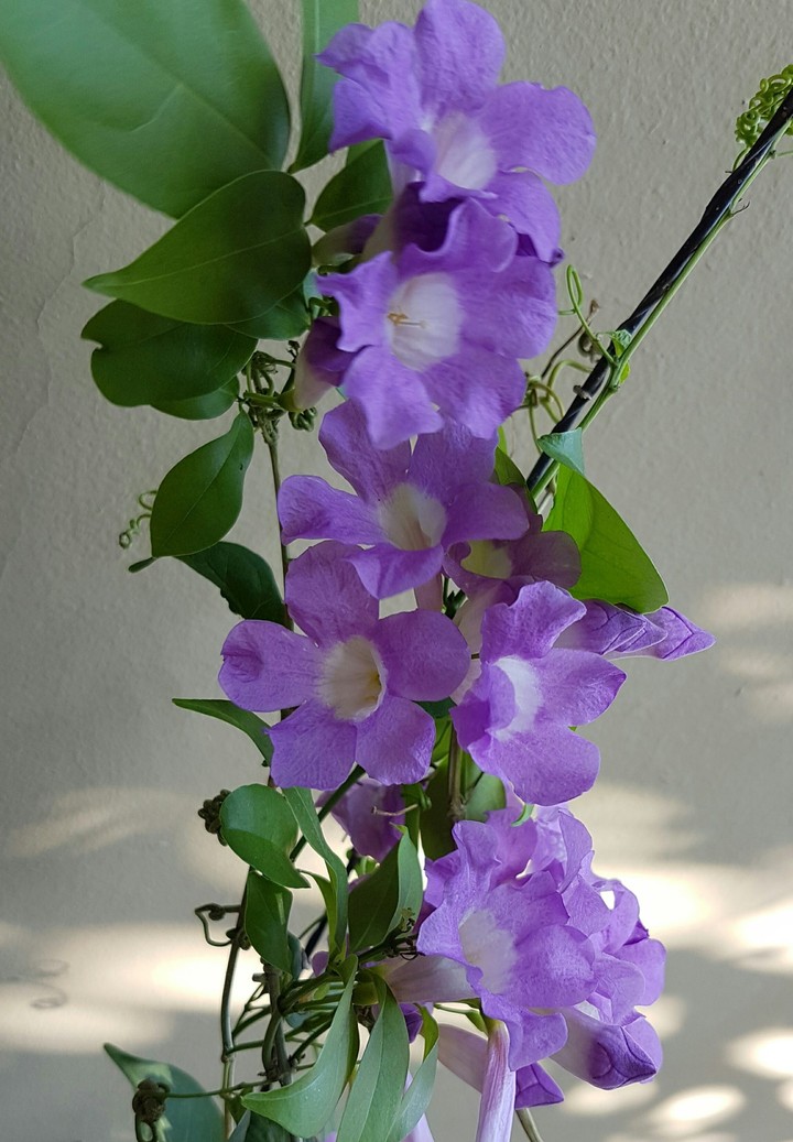 purple