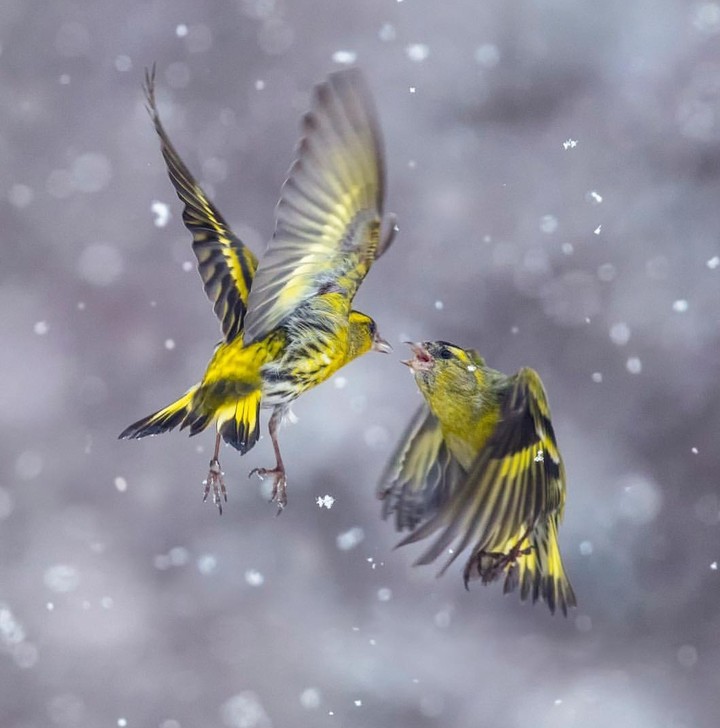 bird 