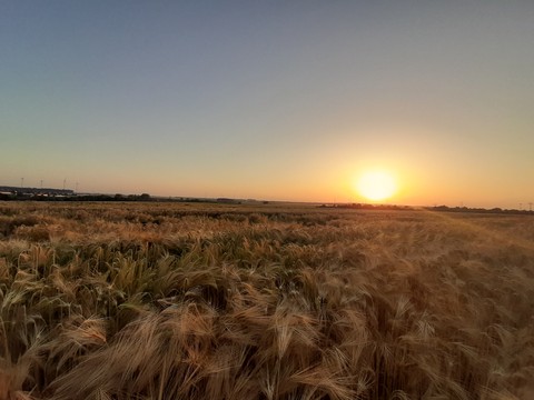 Weizen Feld