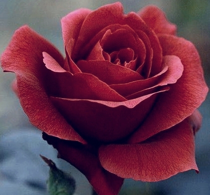 flowers#rose#fabulous