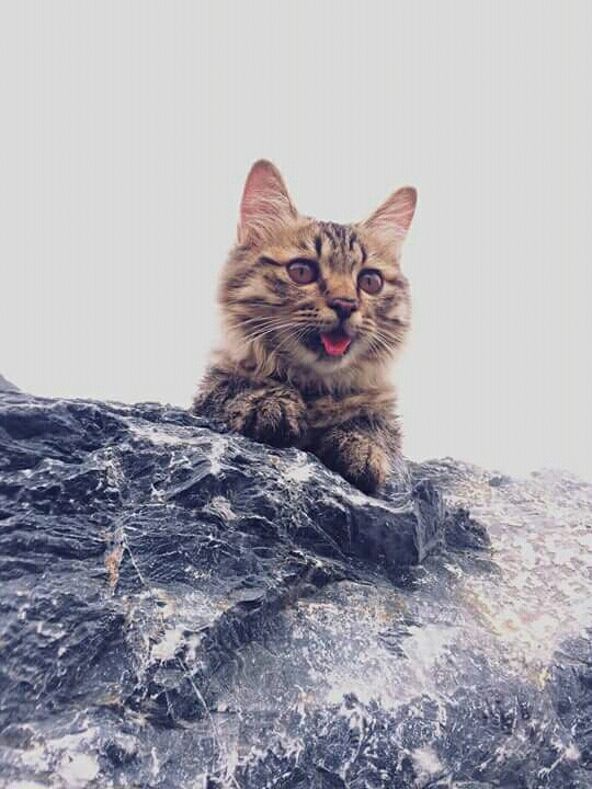 cat