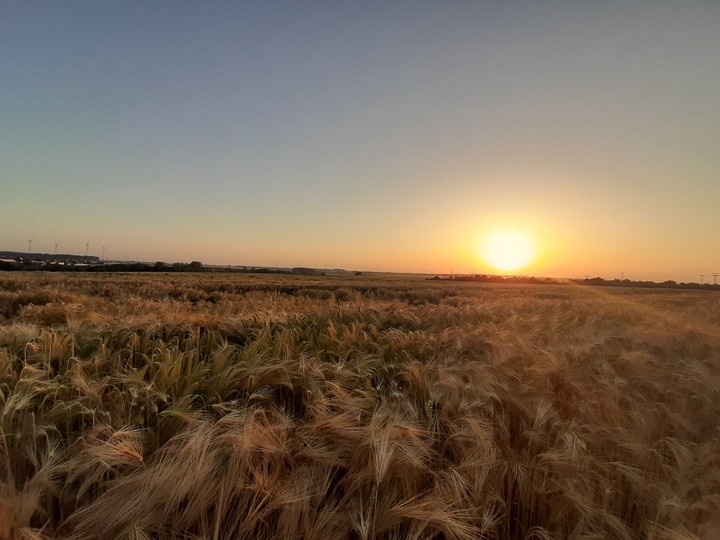 Weizen Feld