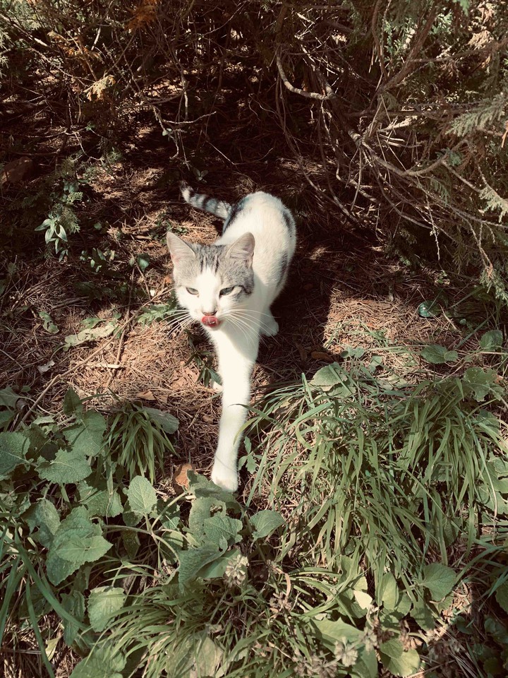 funny cat