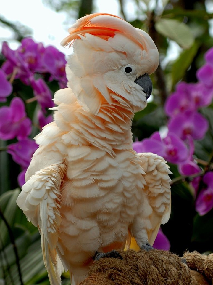 Moluccan Cockatoo..
