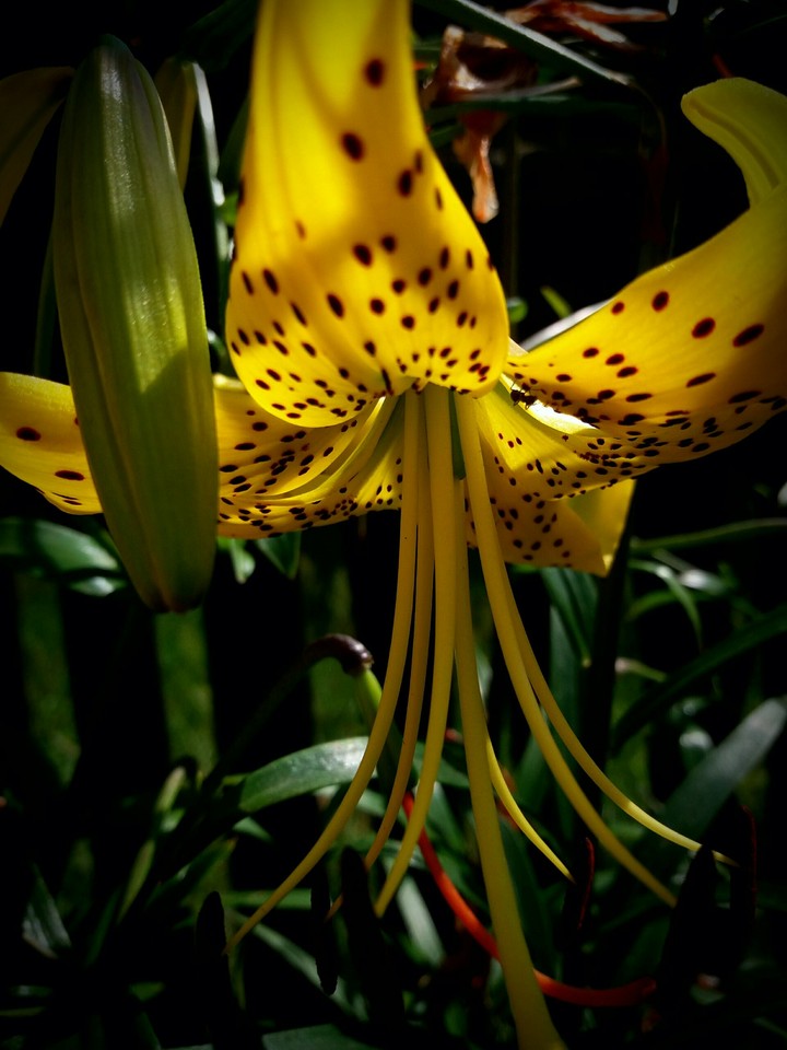 lily