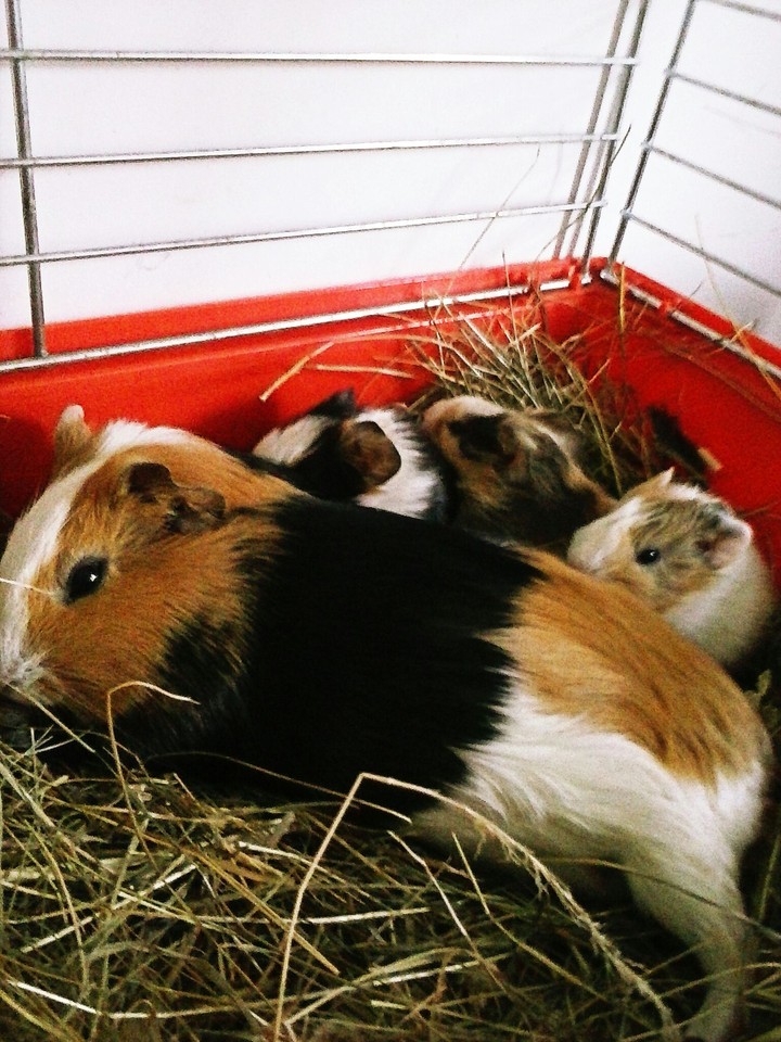mumps family