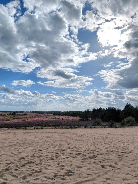 Purple, Sand, Shrubland