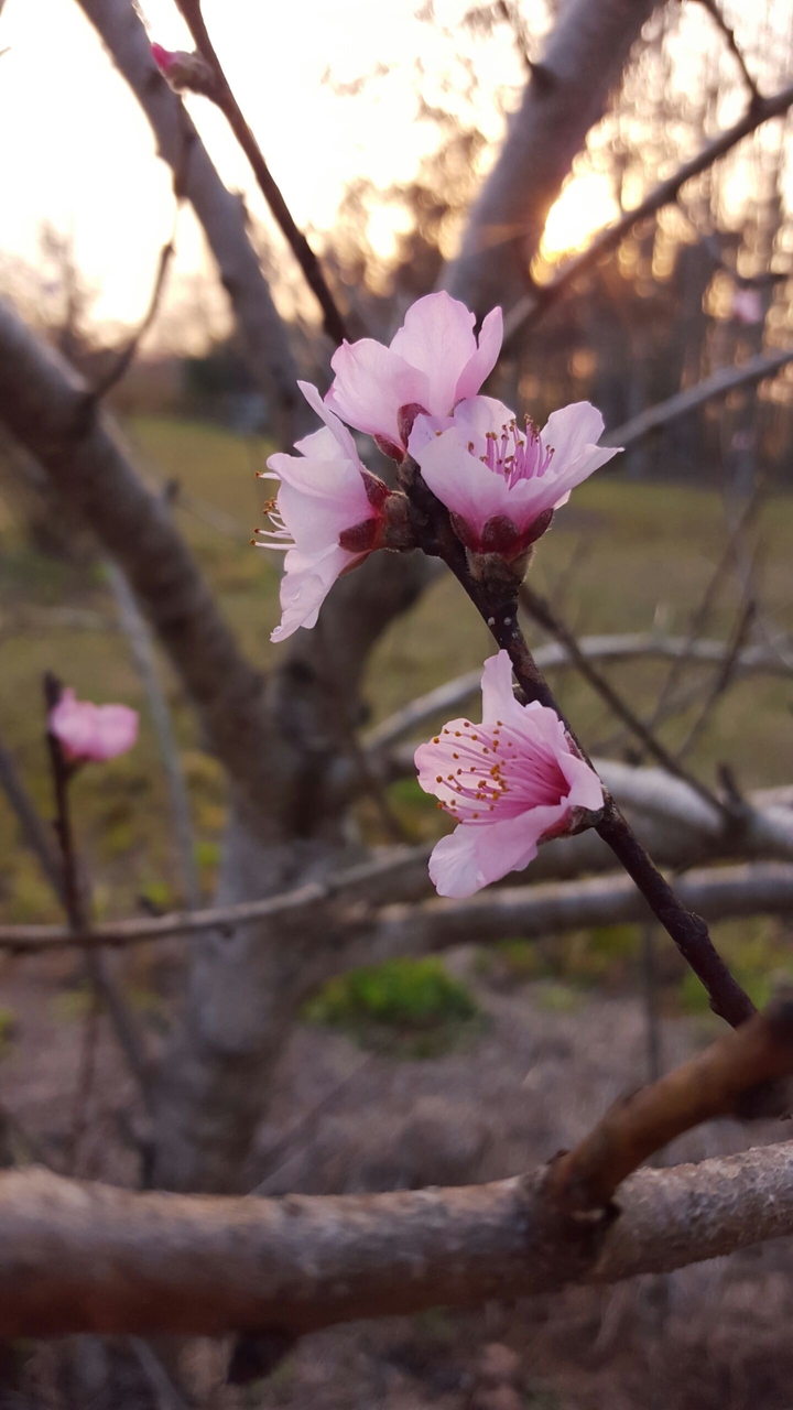 Peach Blossoms