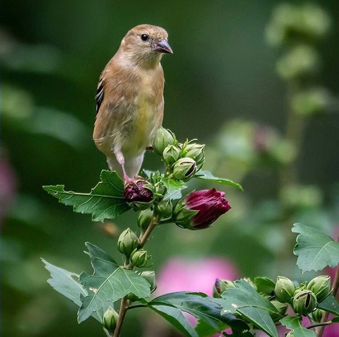 sfondi bird, plant