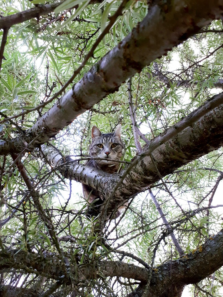 cat