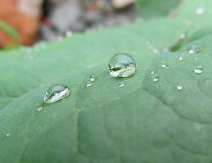 leaf