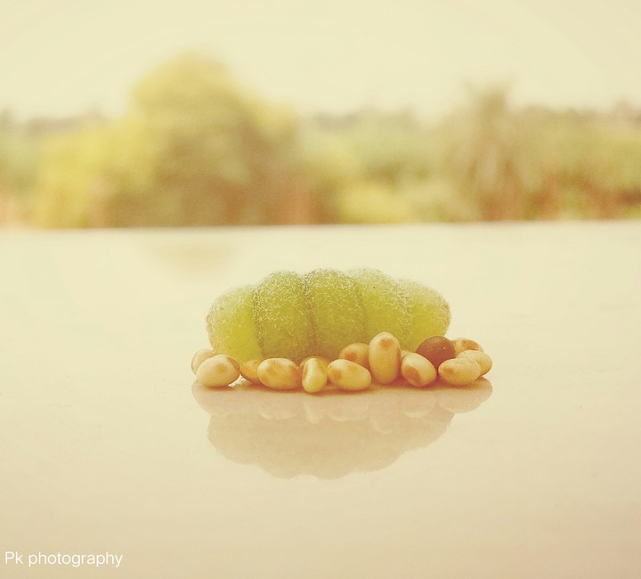 Caterpillar