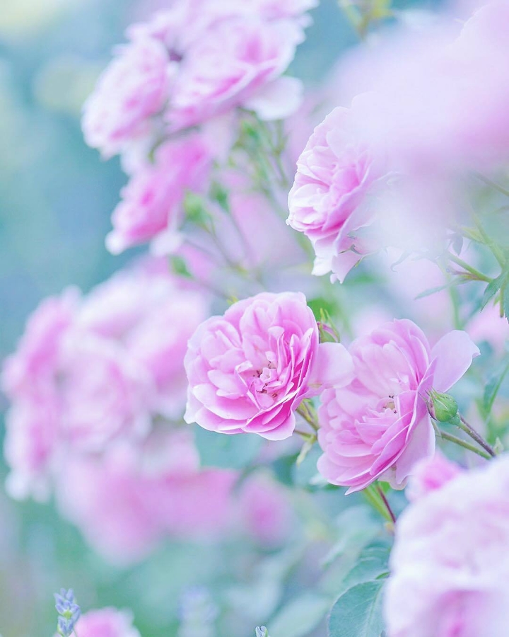 soft beauty