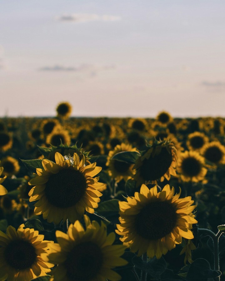 sun flowers