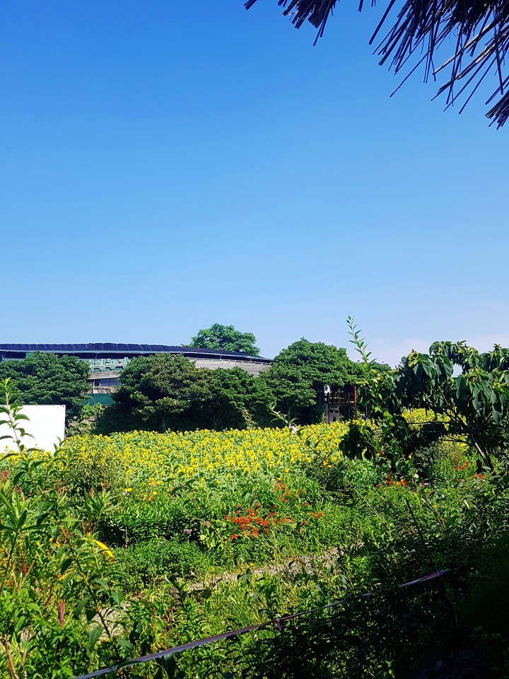 제주 길가 (JEJU)